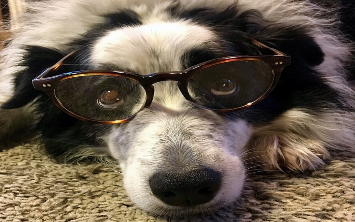 Vision Problems in Dogs
