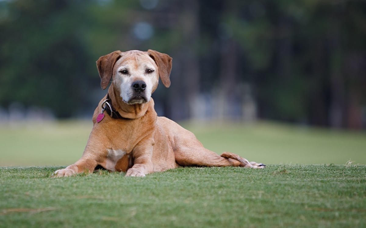 Canine Laryngeal Paralysis and Hypothyroidism
