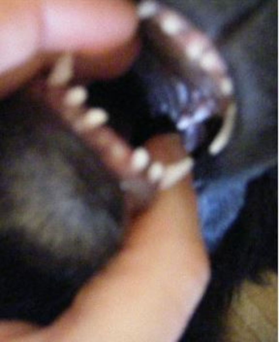 dog-tooth-extraction