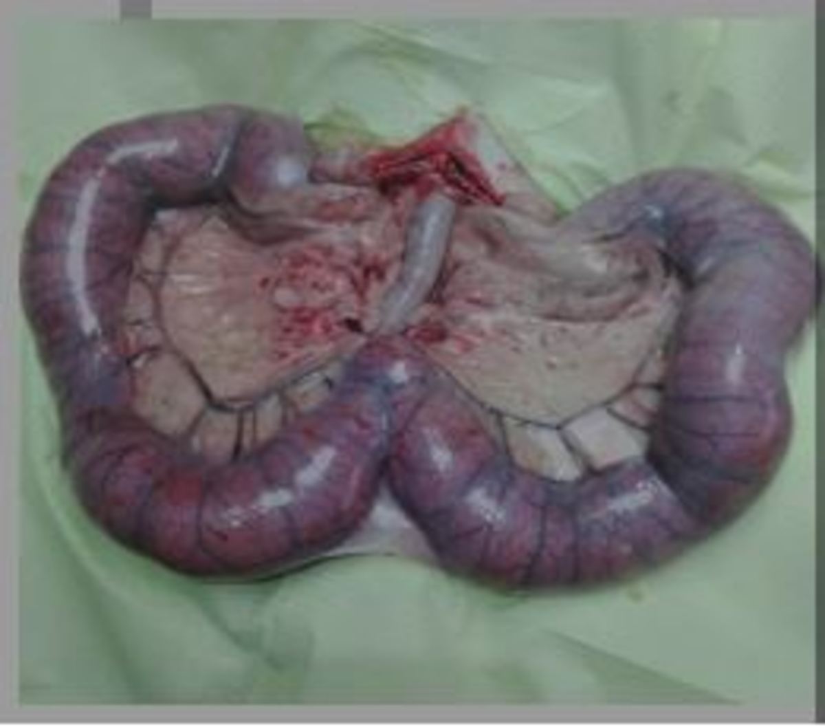 Enlarged uterus in dog