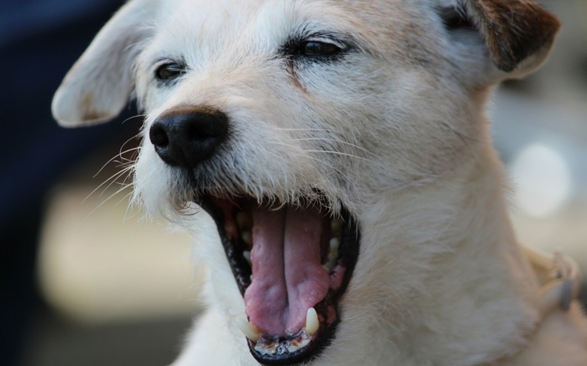 Help, My Dog's Vomit Smells Like Poop - Dog Discoveries