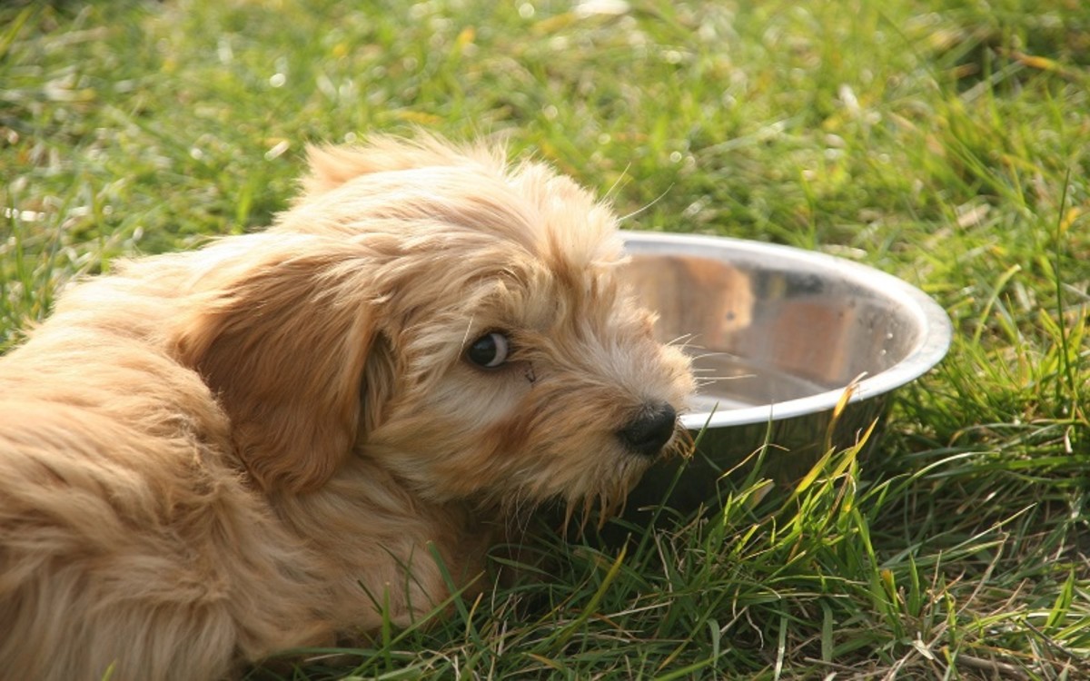 what makes a dog stop eating and drinking