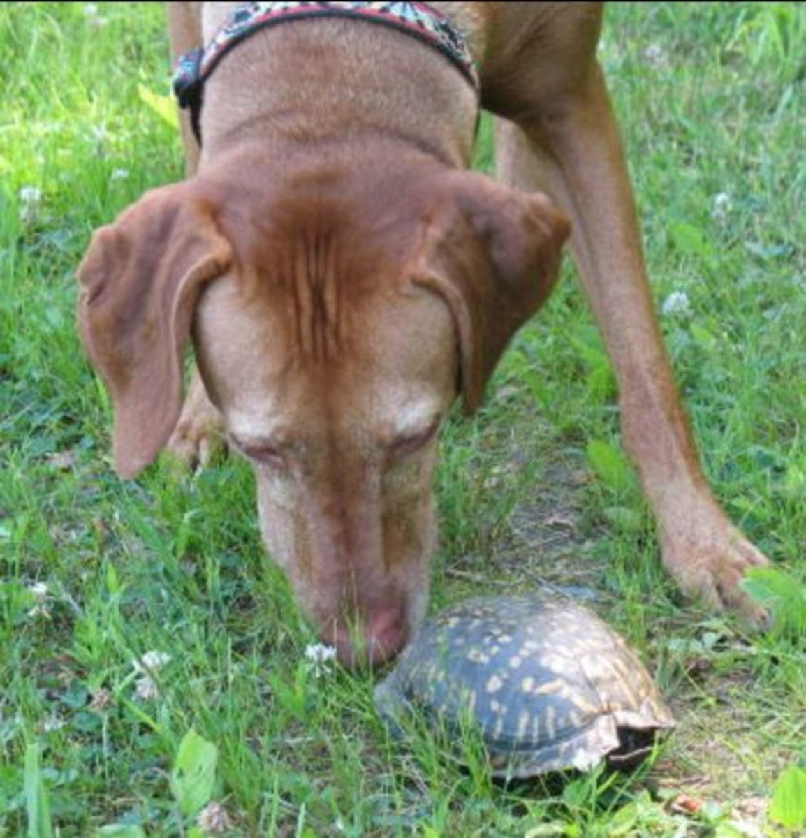 dog turtle