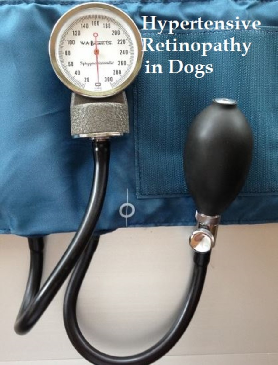 dog blood pressure