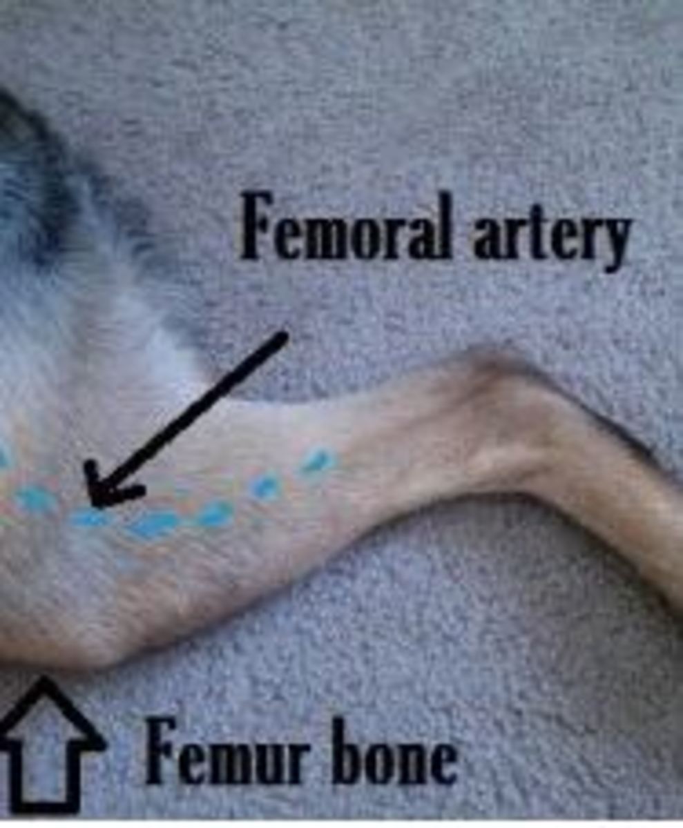 dog's heart rate beating fast