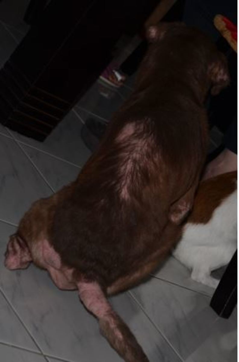 - Recovery takes time so be patient and just continue with the treatment.  Milo's hair returns slowly during treatment.