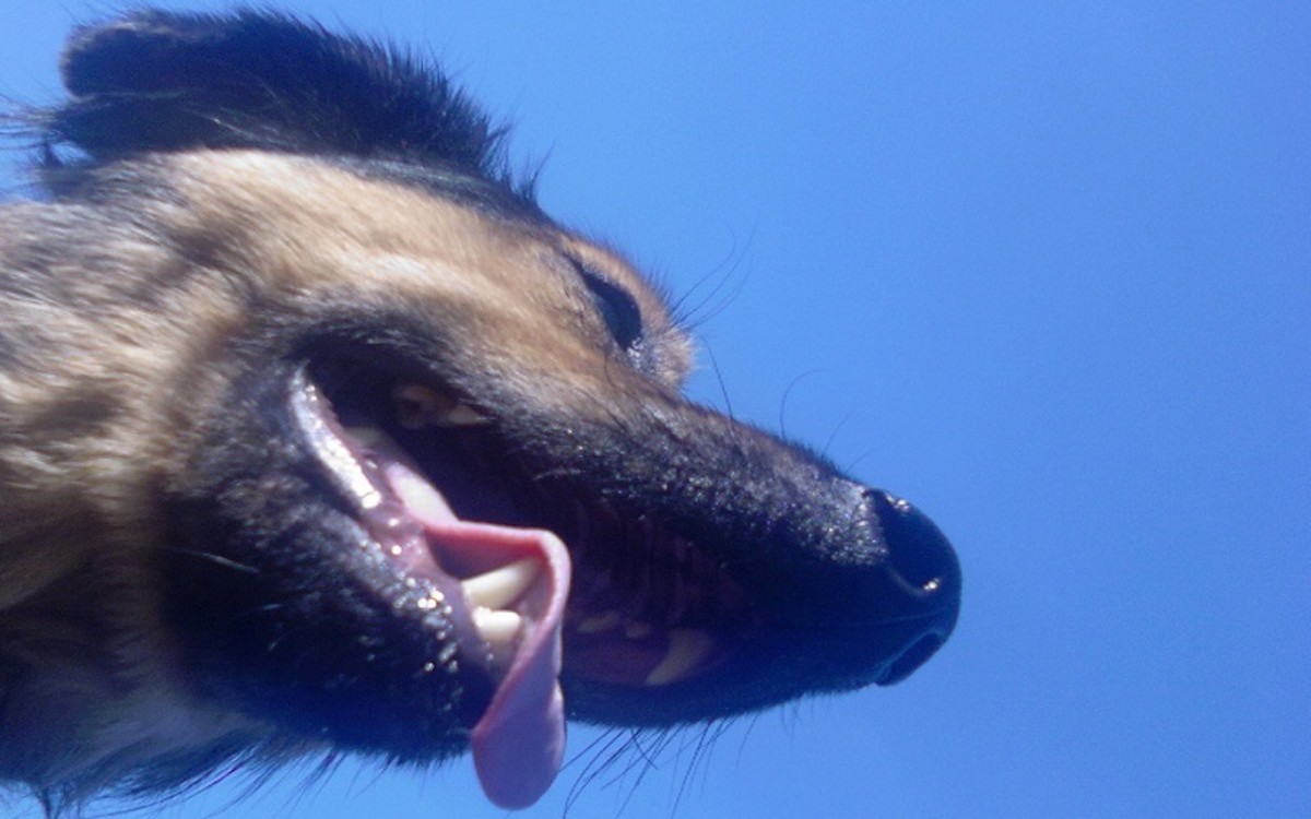 Dog Nasal Polyps and Their Removal
