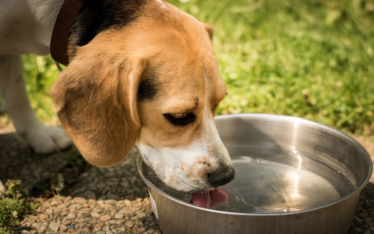 Dogs Obsessed with Drinking Water