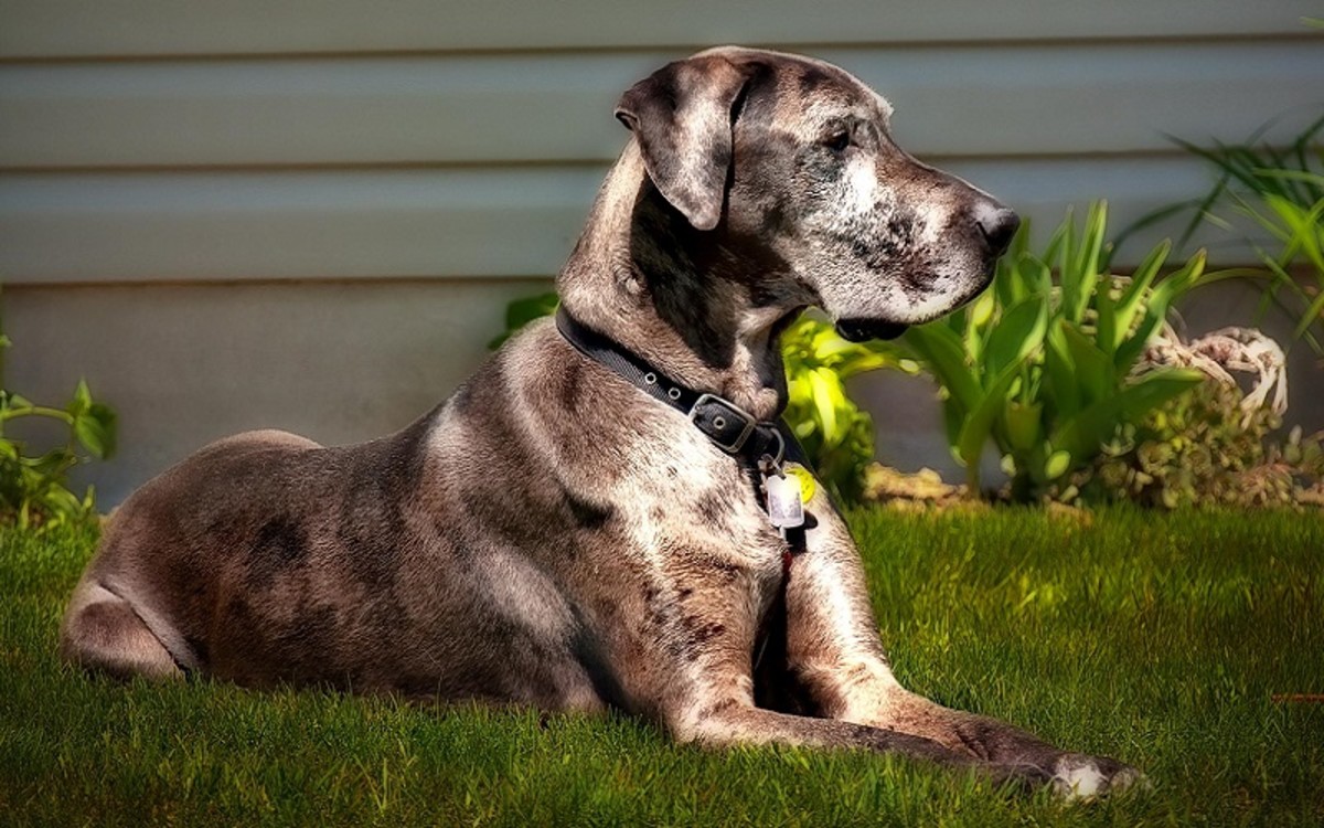 How Long Can A Dog Live With Lymphatic Cancer