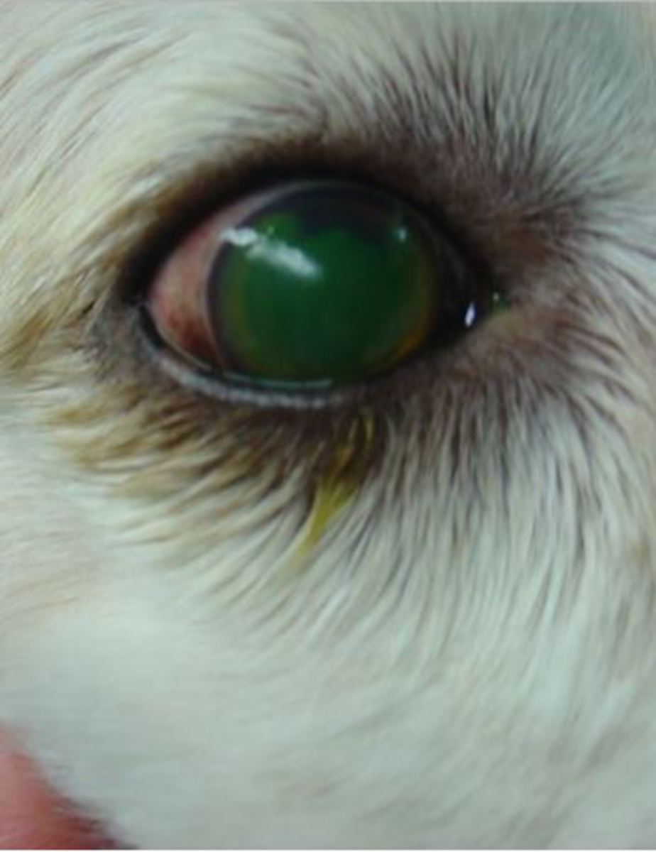 Help, My Dog's Eye Ulcer Won't Heal Dog Discoveries