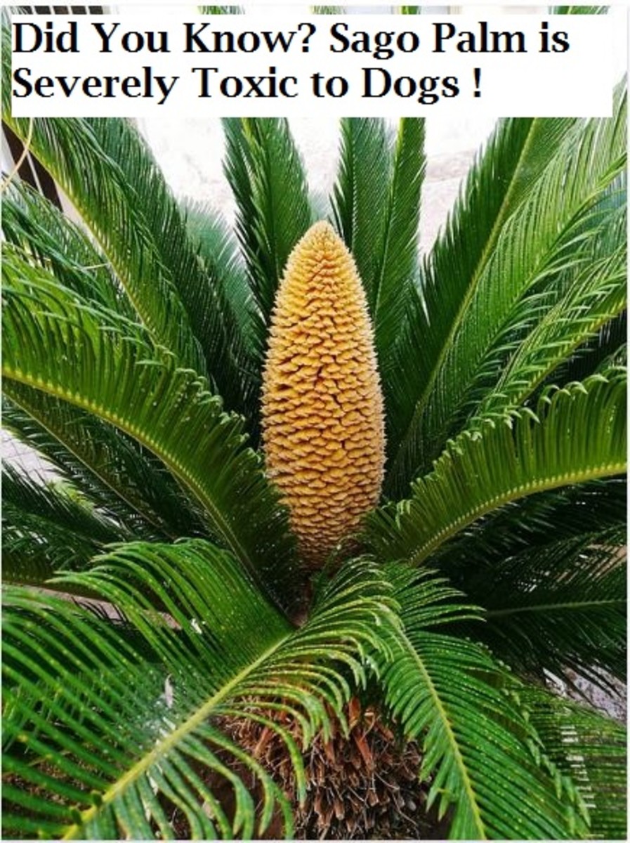 The cone-shaped structure of the sago palm produces seeds