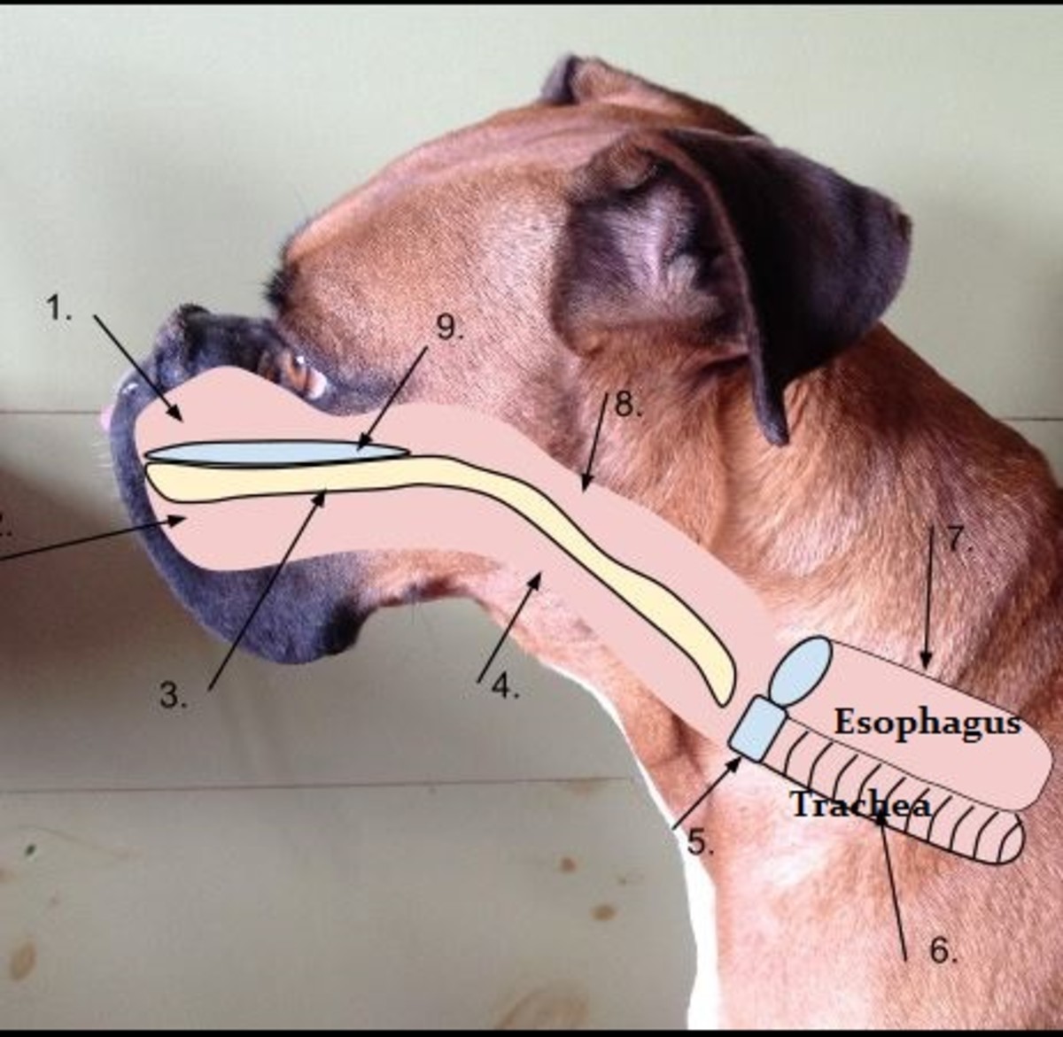  Dog esophagus, source Wikipedia