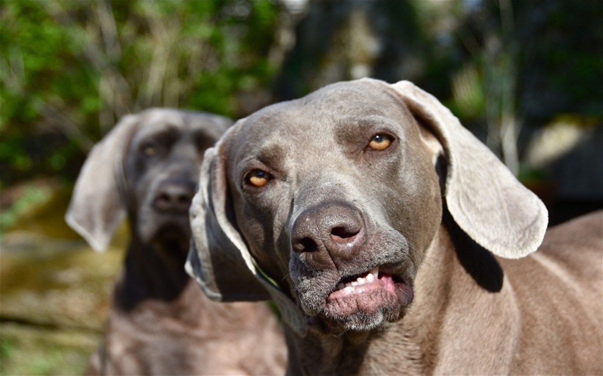 does-a-dog-s-teeth-fall-out-when-old-dog-discoveries