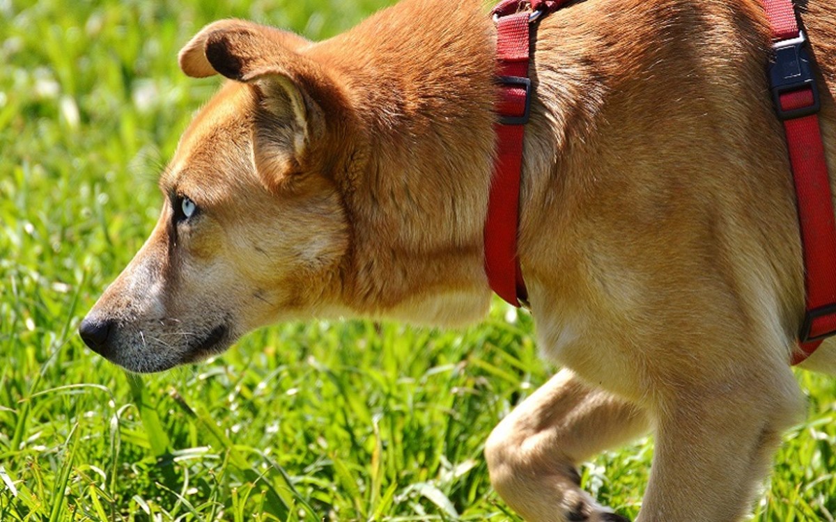 signs-of-acid-reflux-in-dogs-dog-discoveries