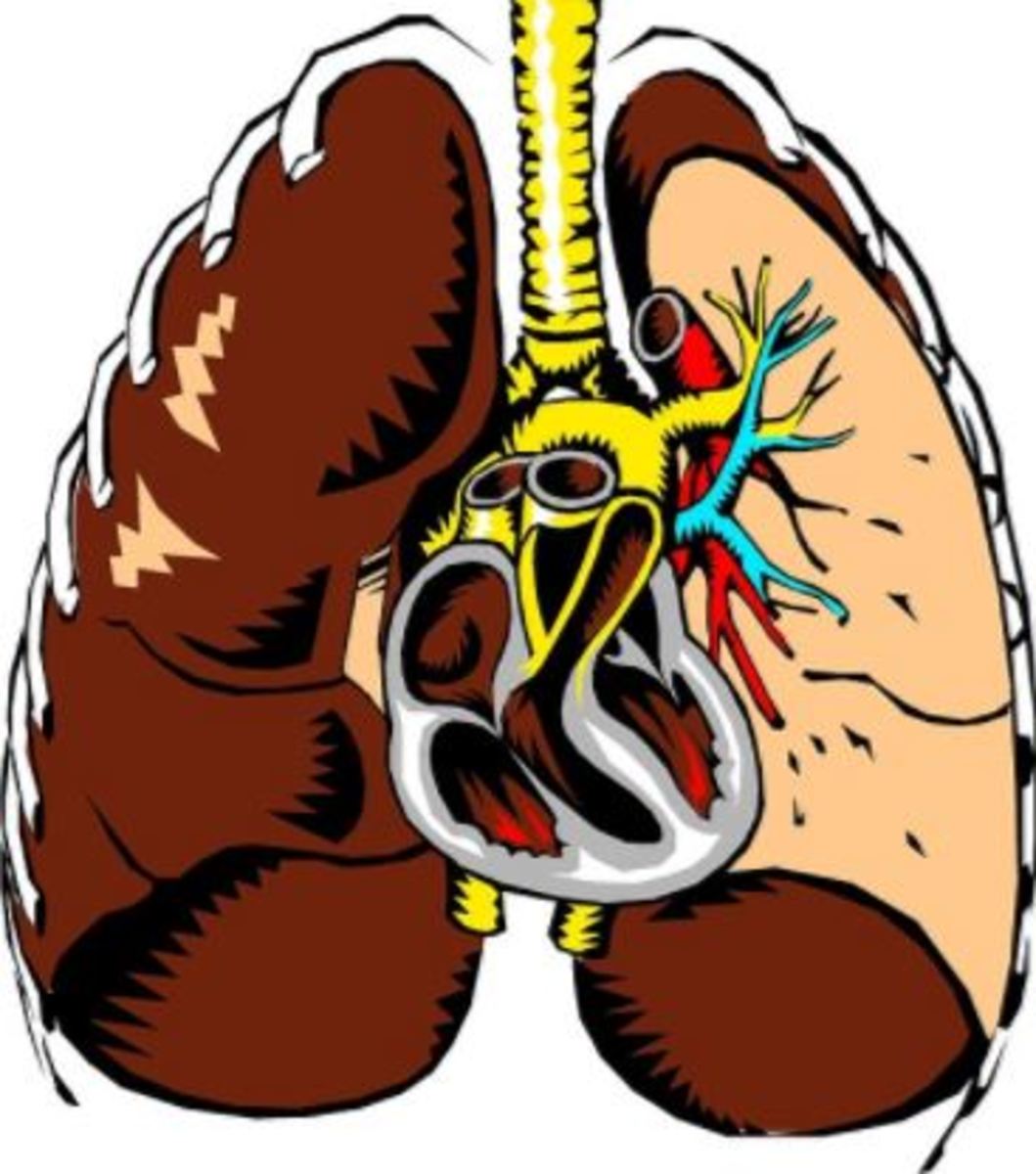 dog lung heart
