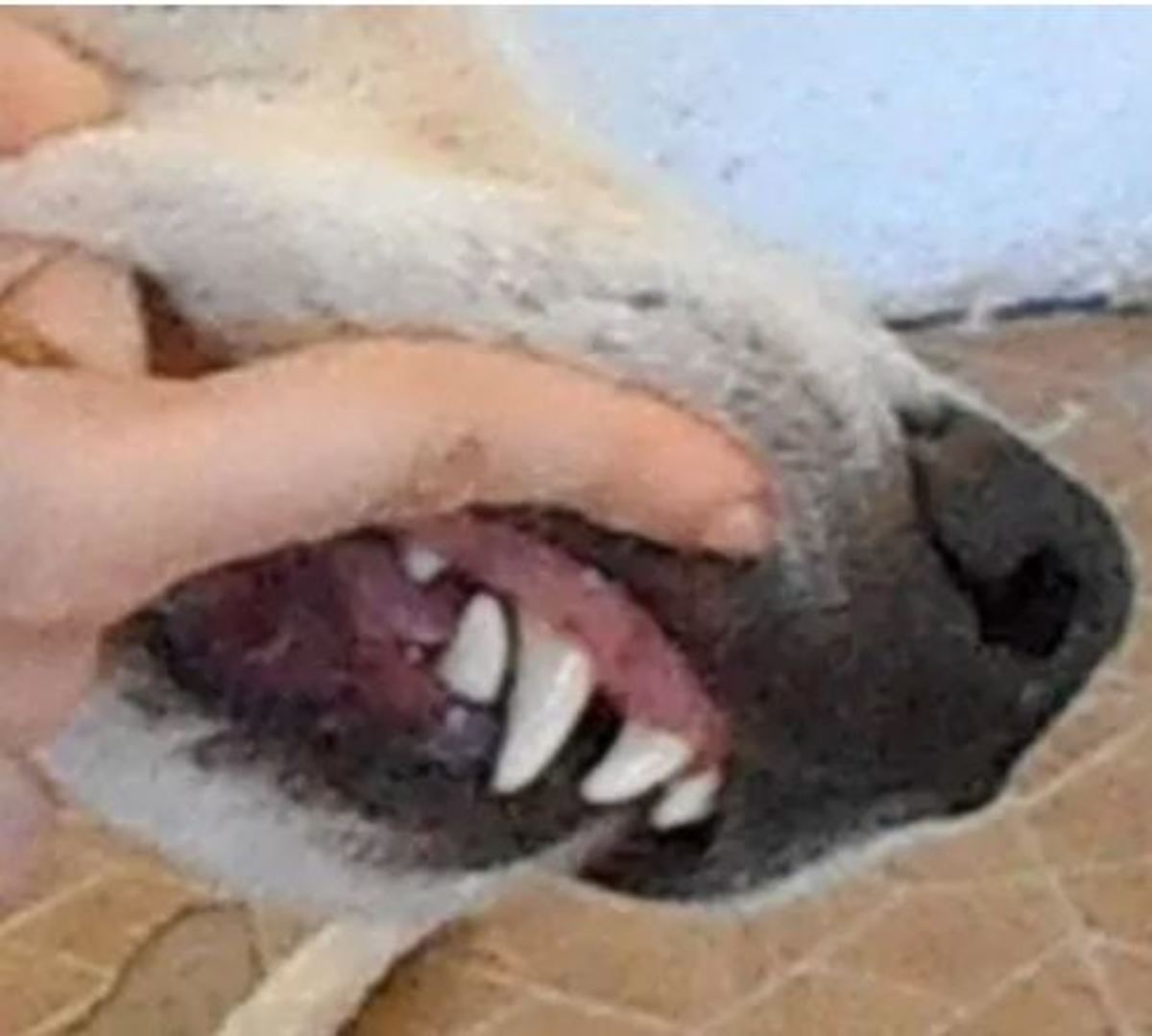  Picture of dog with overbite. All rights reserved.