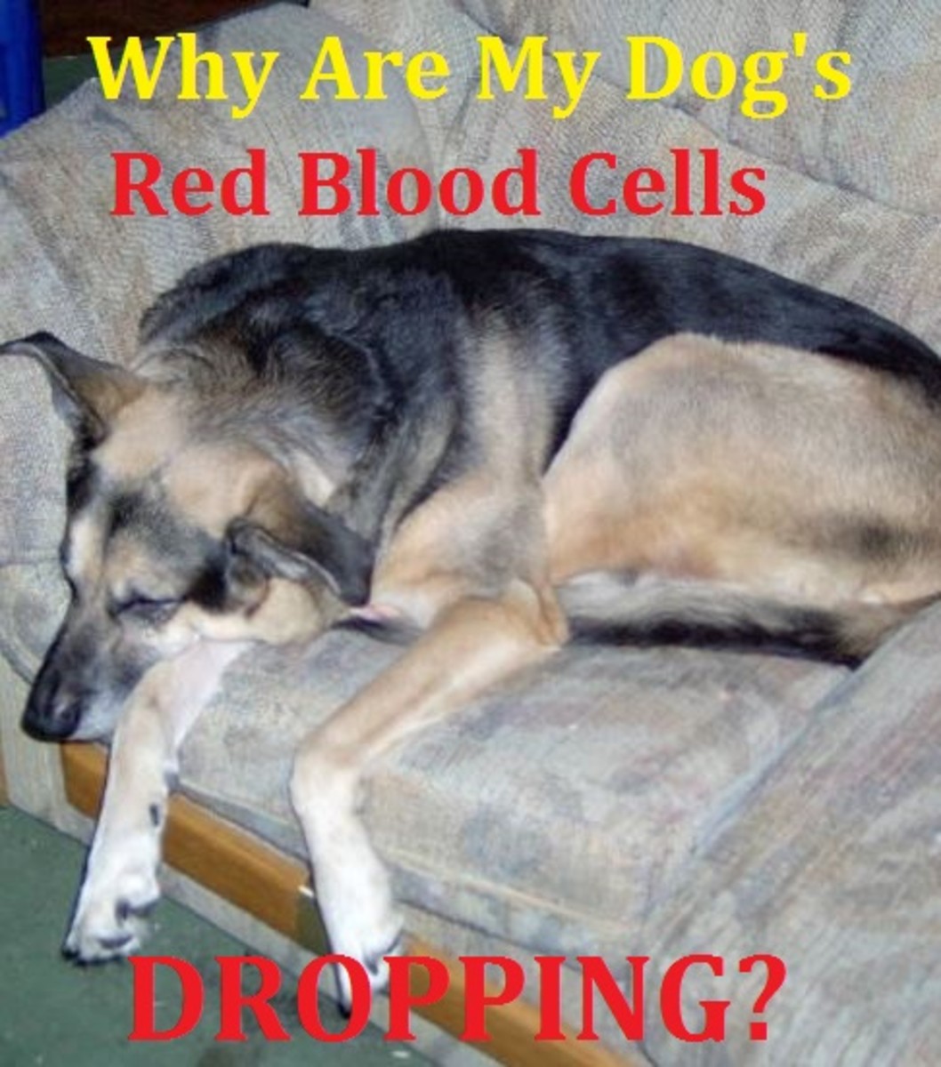 dog red blood cells