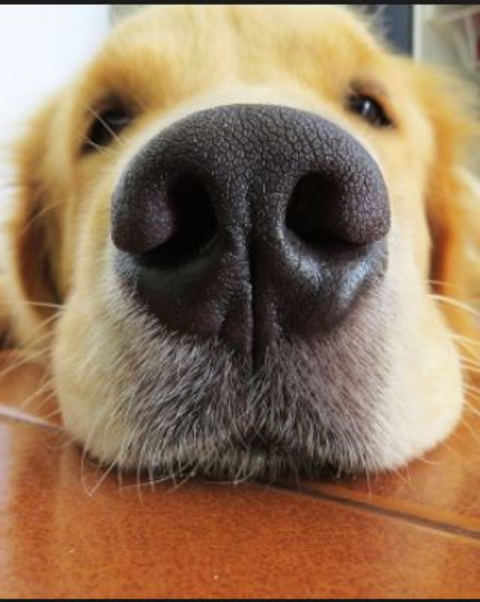  There are many causes of rhinitis in dogs.