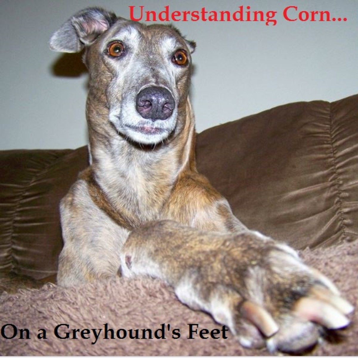 Boots for 2024 greyhounds with corns