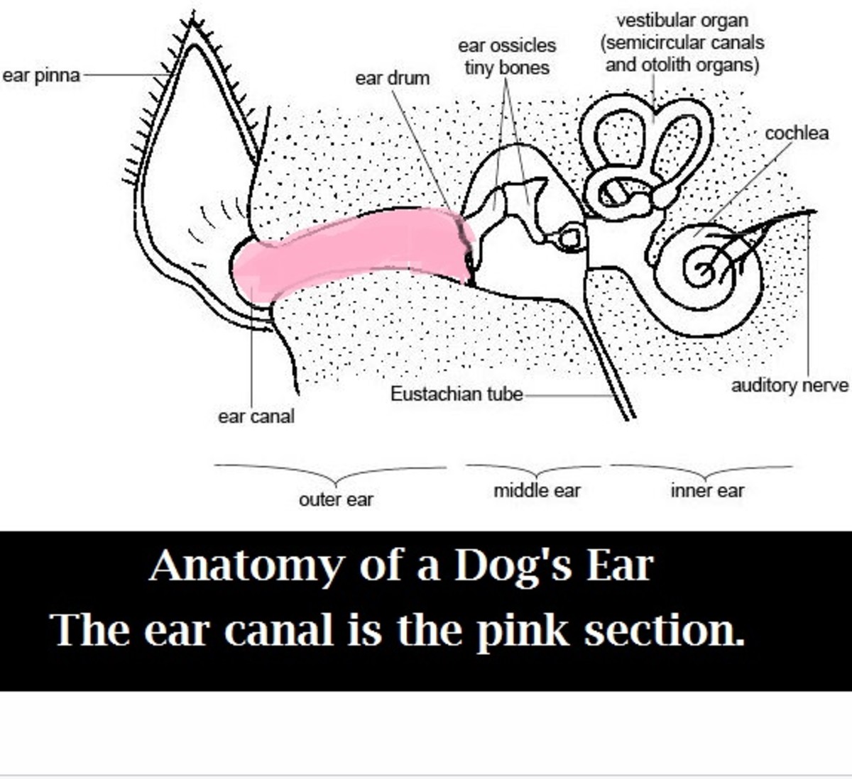 dog ear canal anatomy