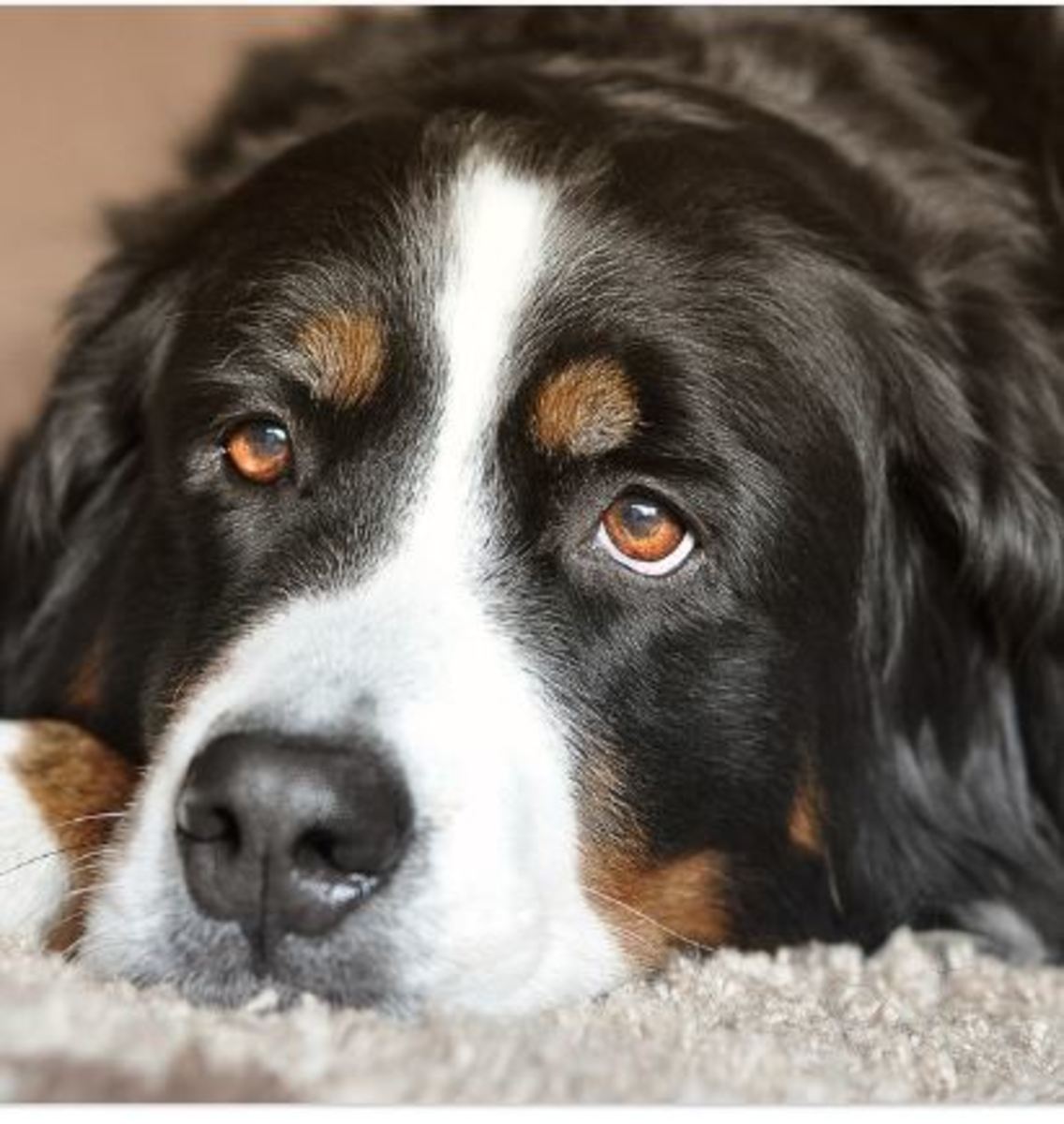 How Long Does A Dog Live With Histiocytic Sarcoma