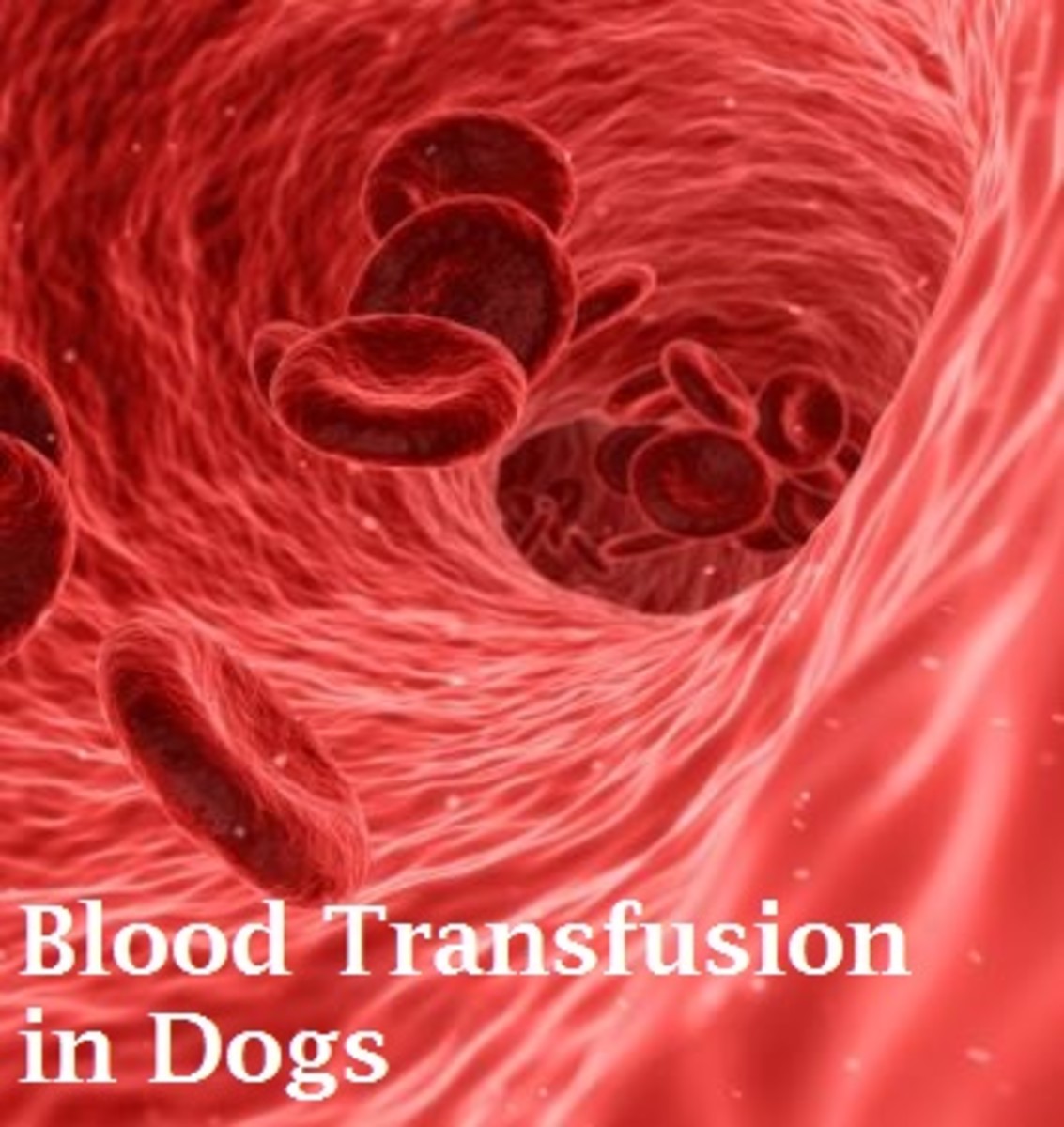 how much does it cost for a dog blood transfusion