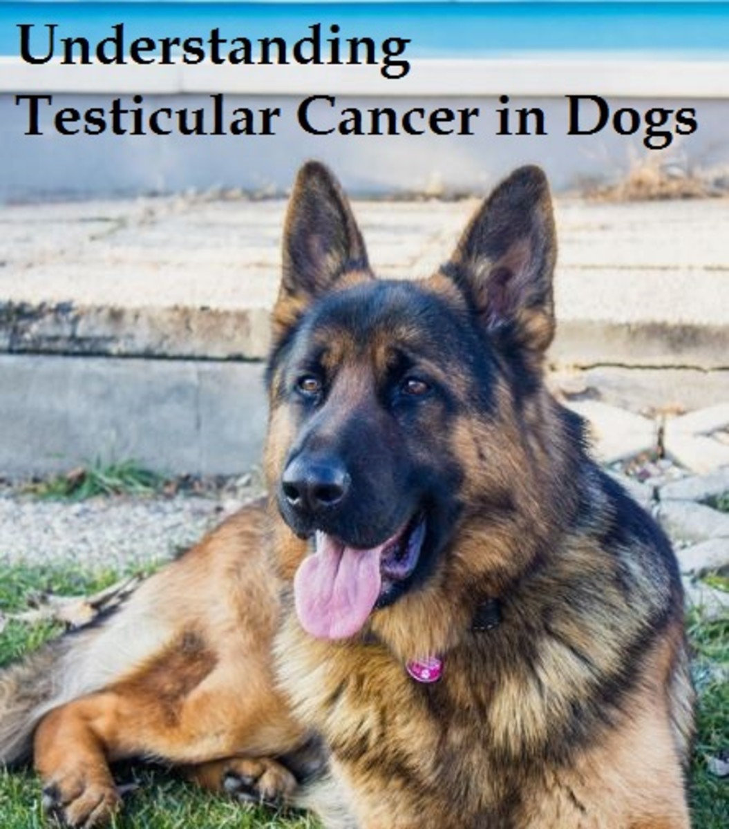 dog testcular cancer