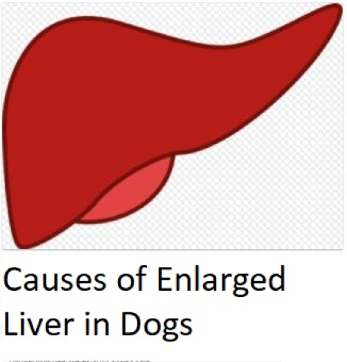  effects of steroids on the dog's liver.