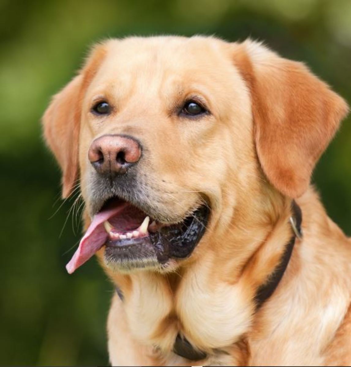  Spleen tumors are common in large dogs, particularly Labs, Goldens and German shepherds.
