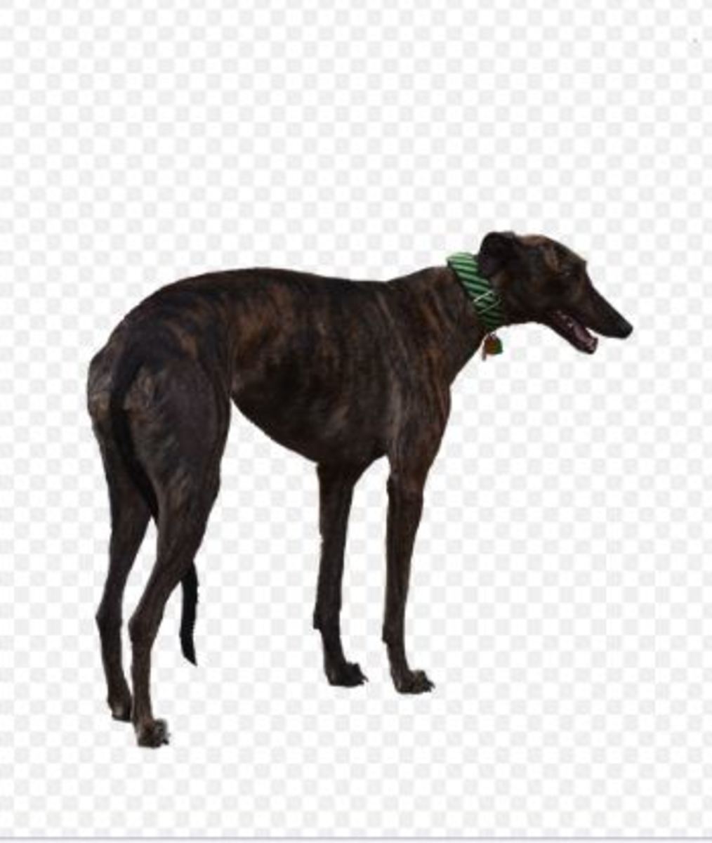  The greyhound has a natural low tail carriage.