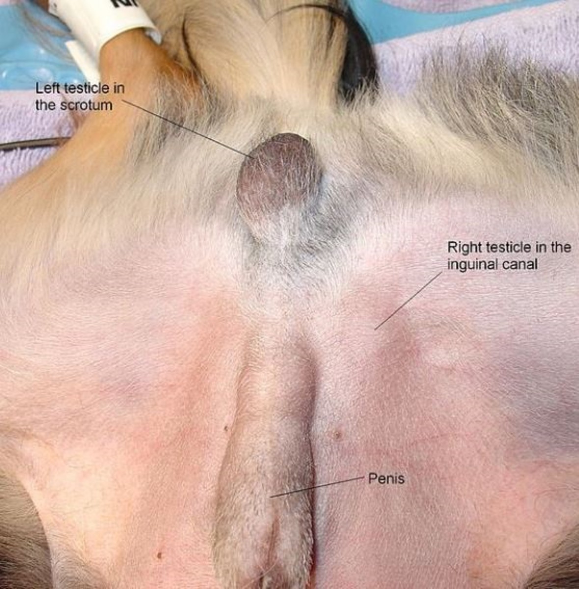  Retained testicle in dog