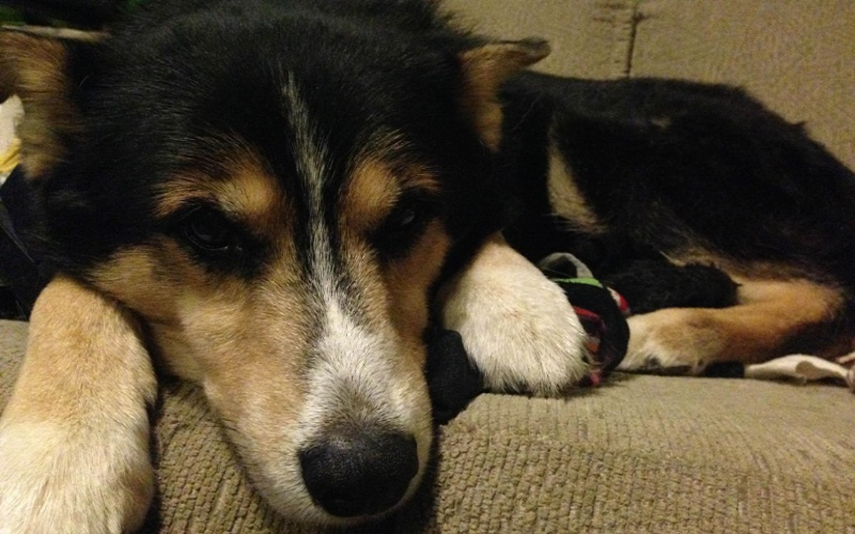gabapentin dog bone cancer