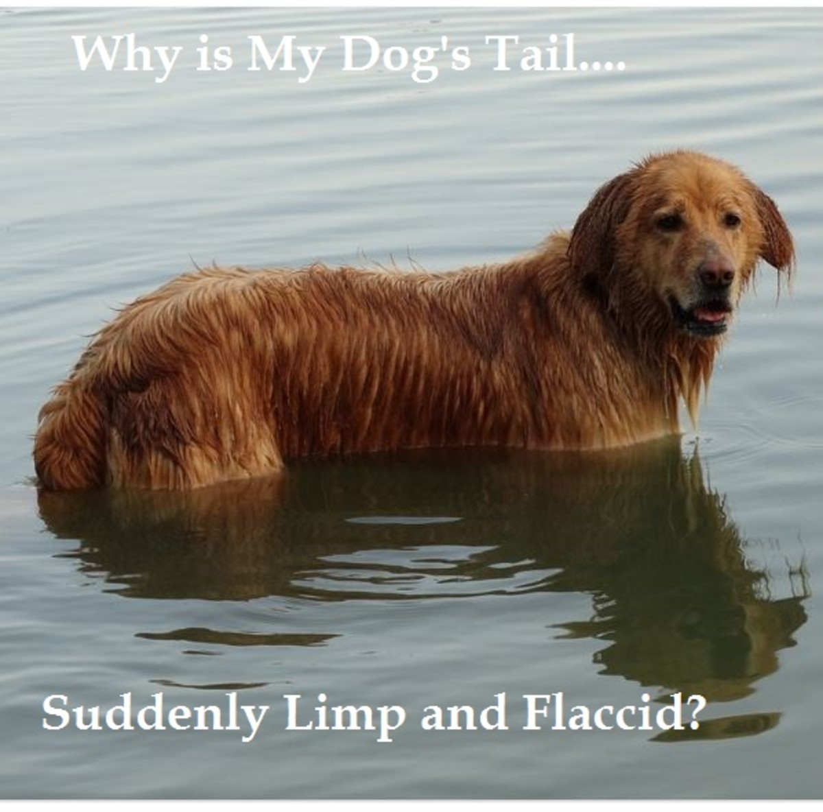 dog limber tail
