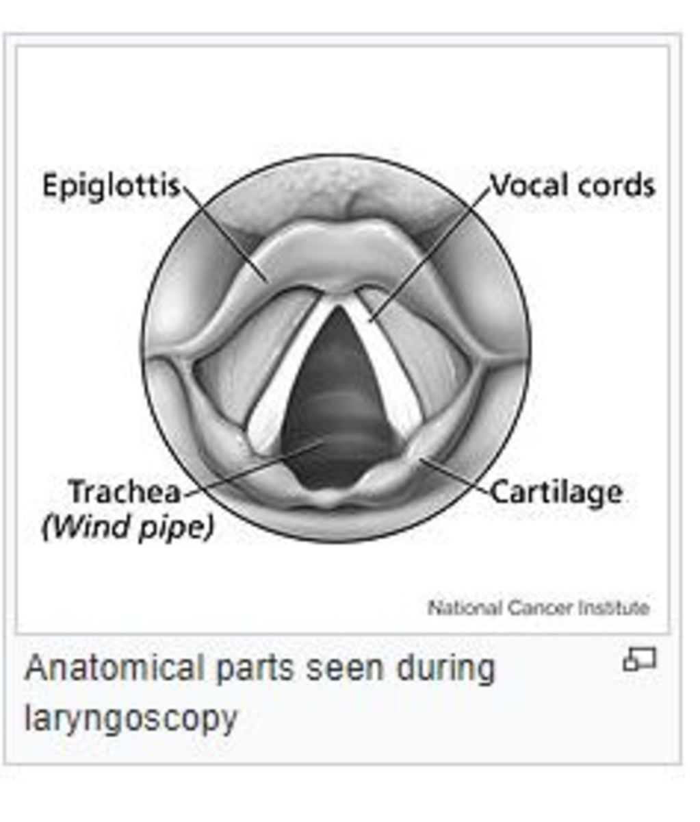 dog laryngoscopy