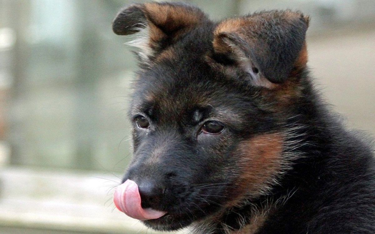 German Shepherd Puppy Ears