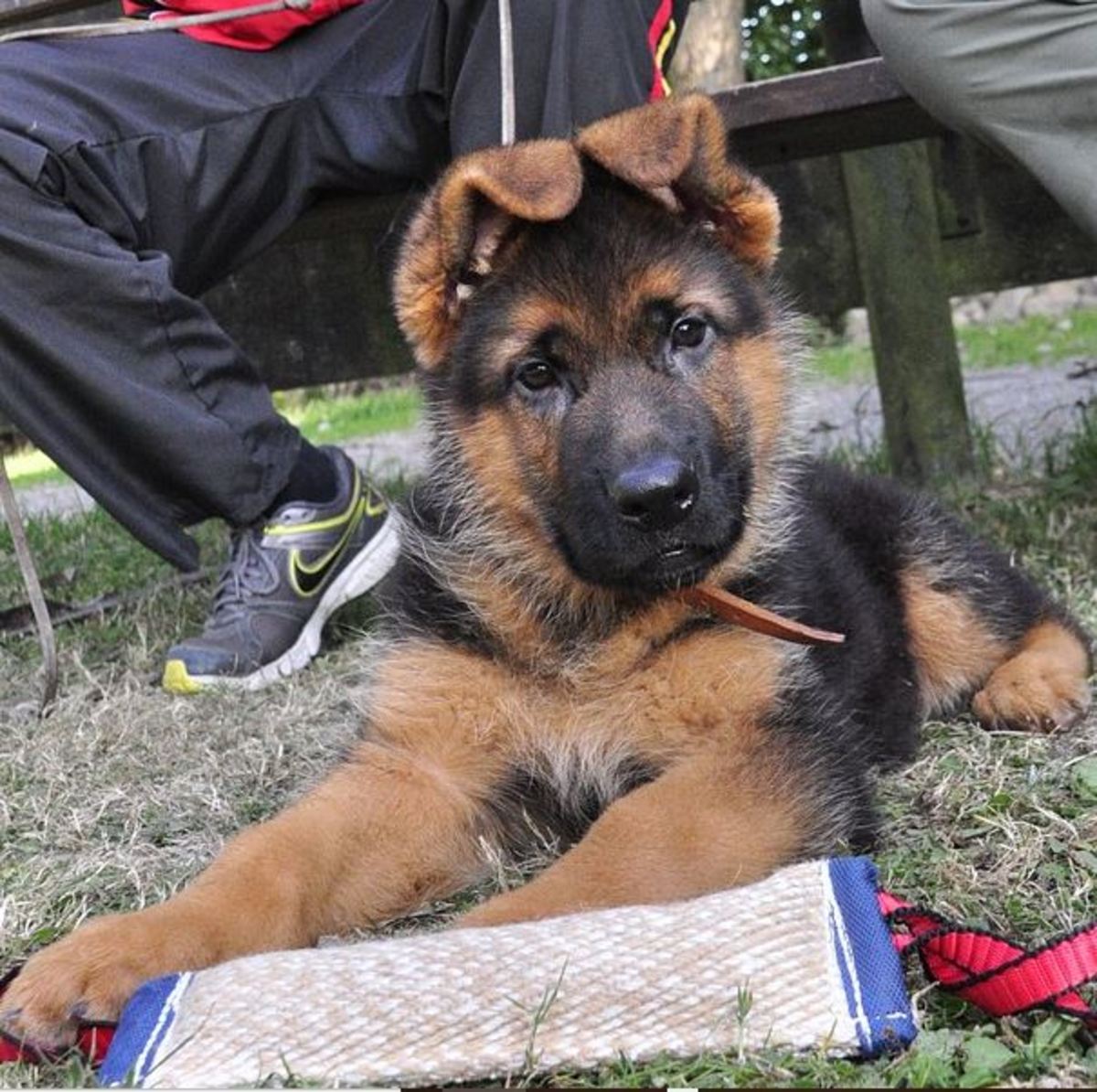 when does a german shepherd puppies ears stand up