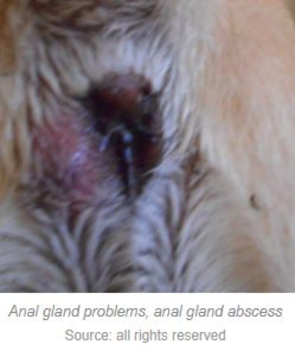 Abscess of dog's scent gland