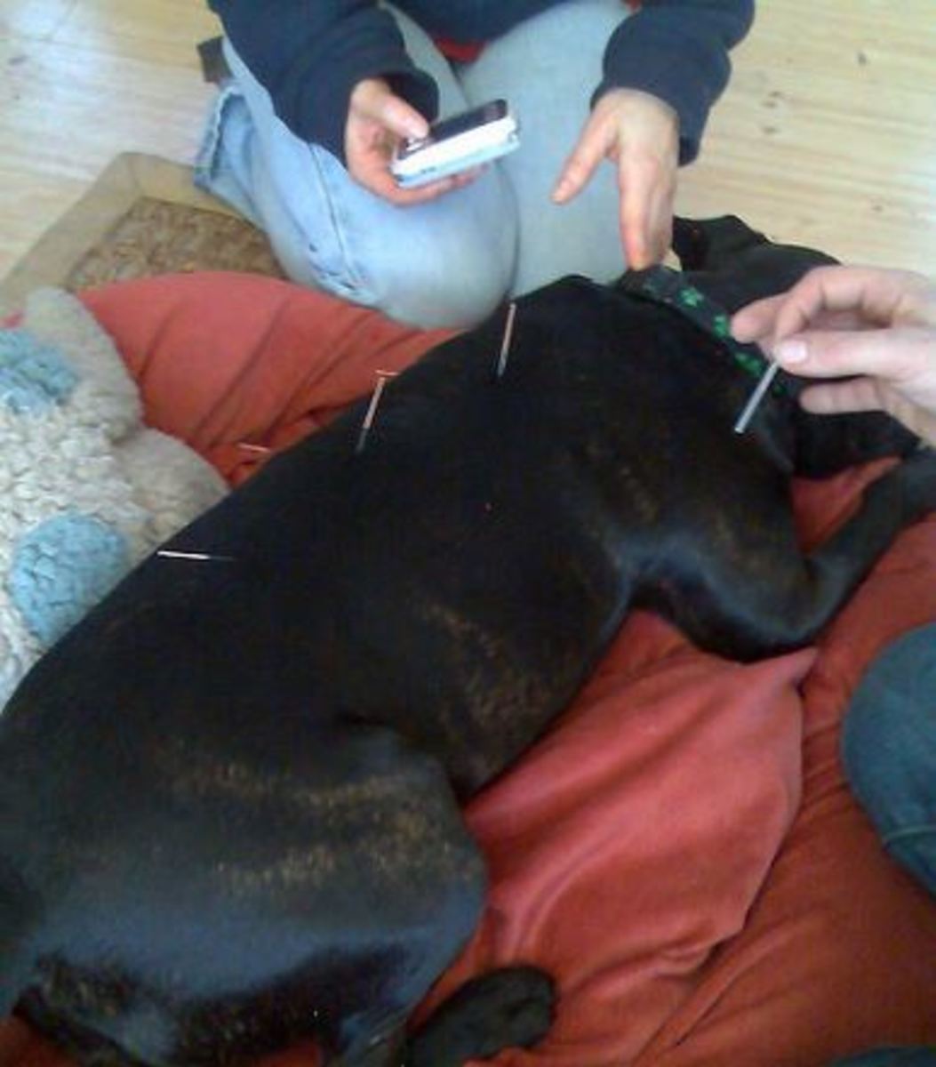 acupuncture dog