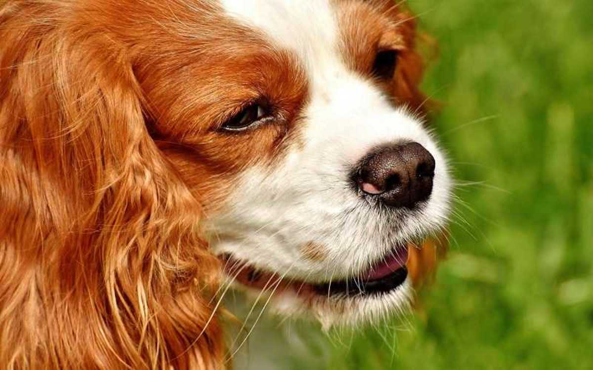 Dog Blowing Air Out Of The Nose Dog Discoveries