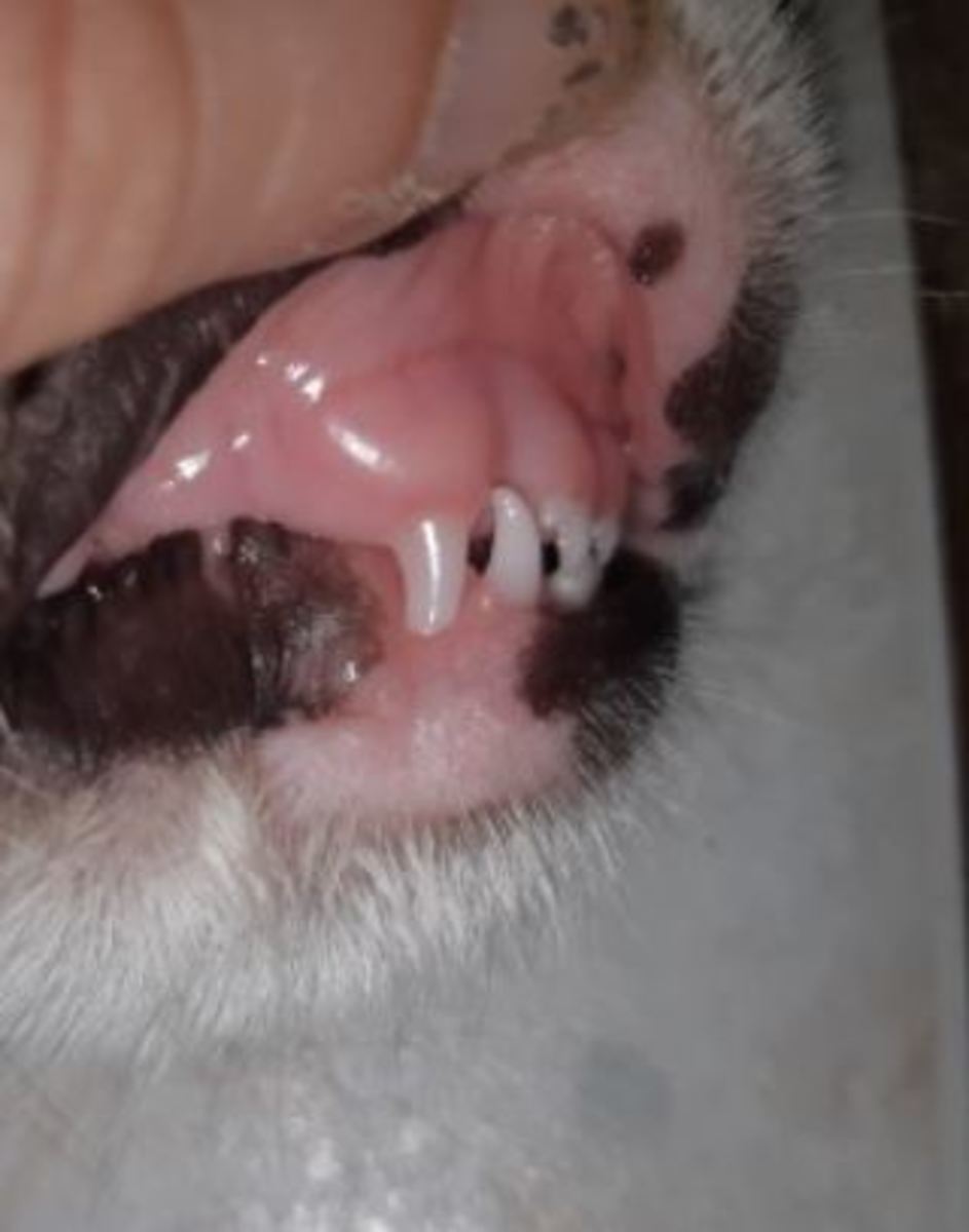 At 4 months, puppies start losing their baby teeth. 