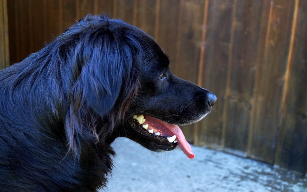 Causes Of Hind Leg Lameness In Dogs Dog Discoveries