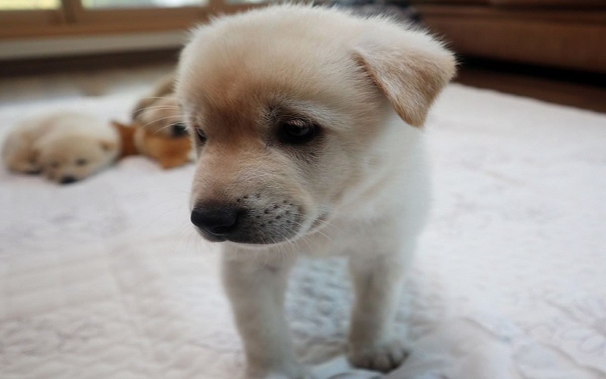 how long do puppies go through the chewing stage