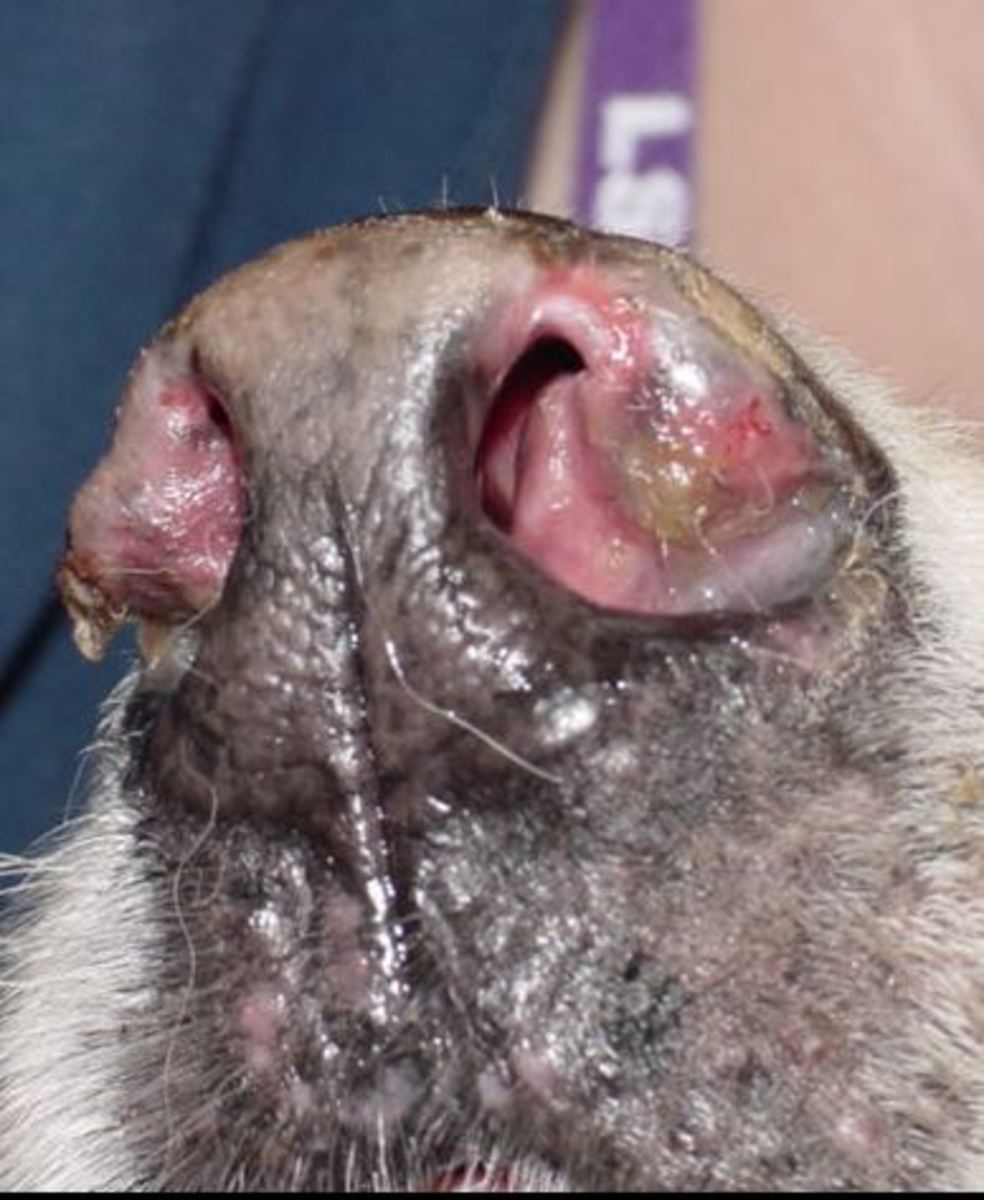 Picture  of dog's nose with discoid lupus