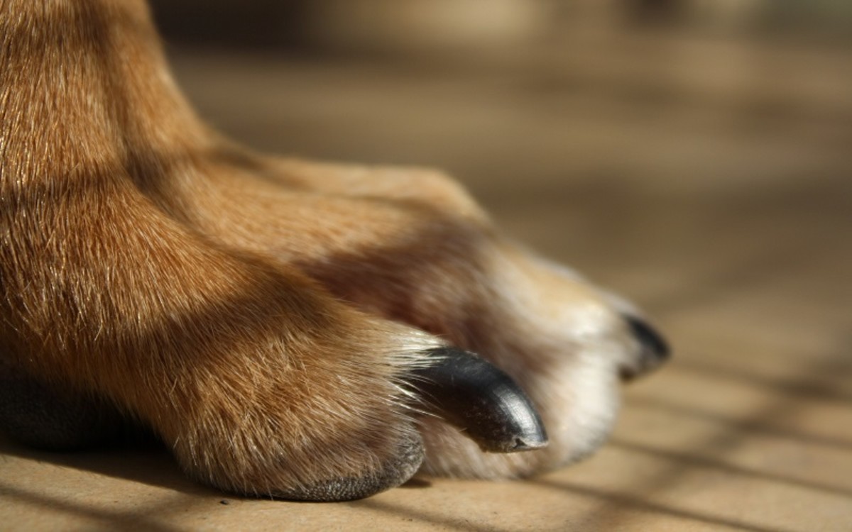 How Often Should You Trim a Dog’s Nails?