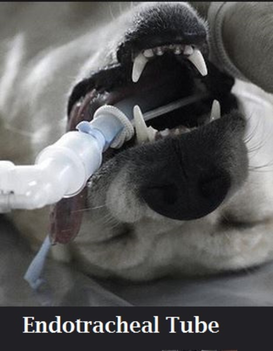 dog surgery endotracheal tube