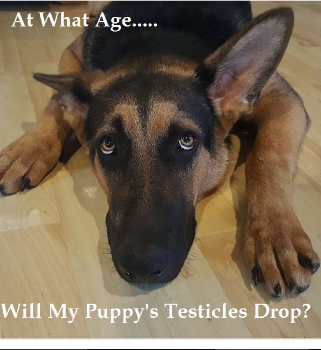 puppy testicles