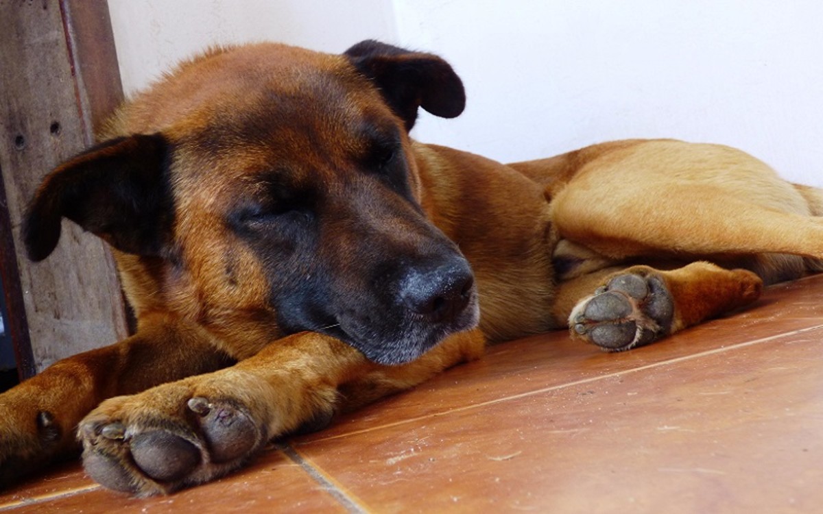 What Causes a Dog to be Lethargic After Eating?