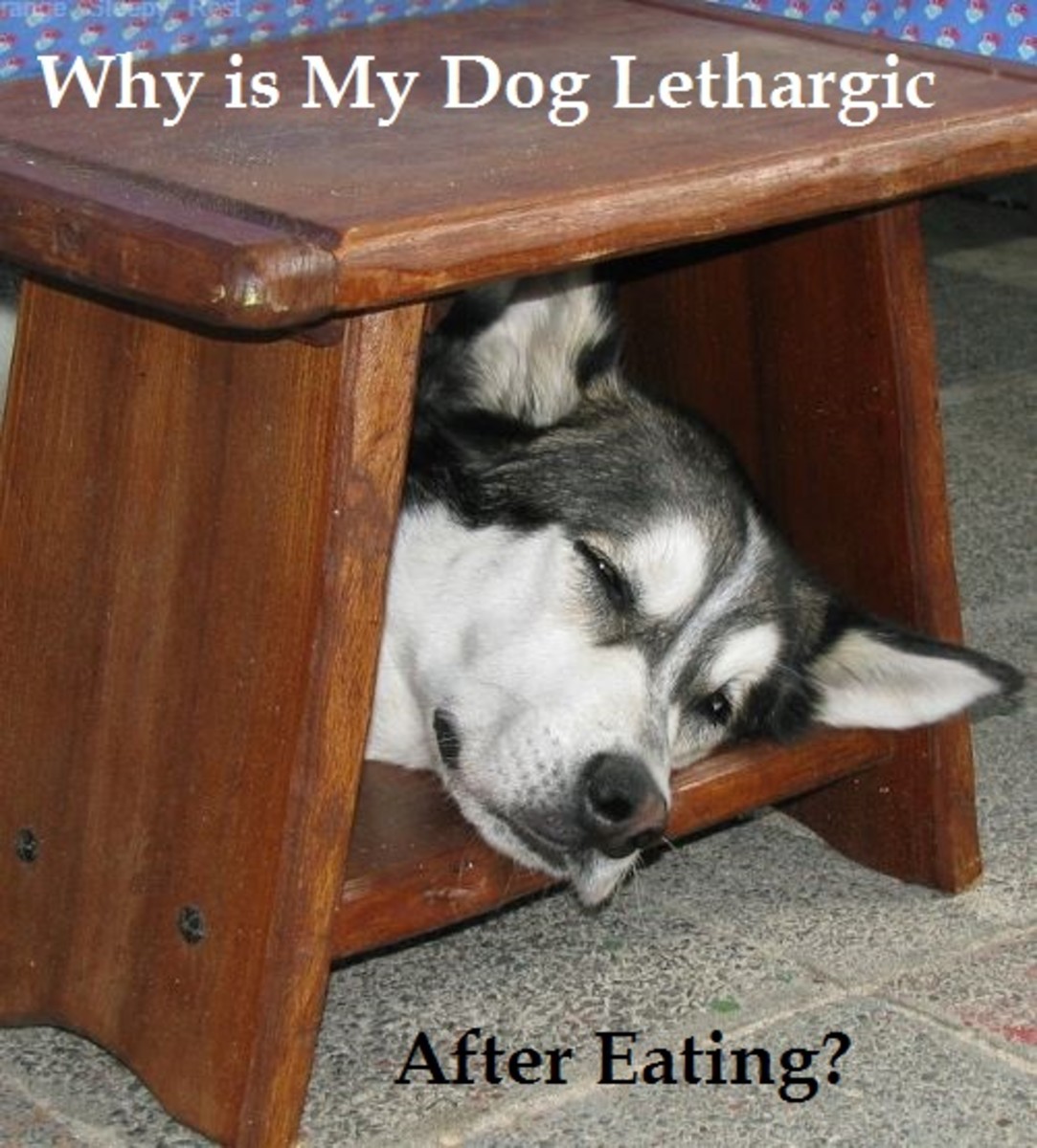 dog staggering after eating