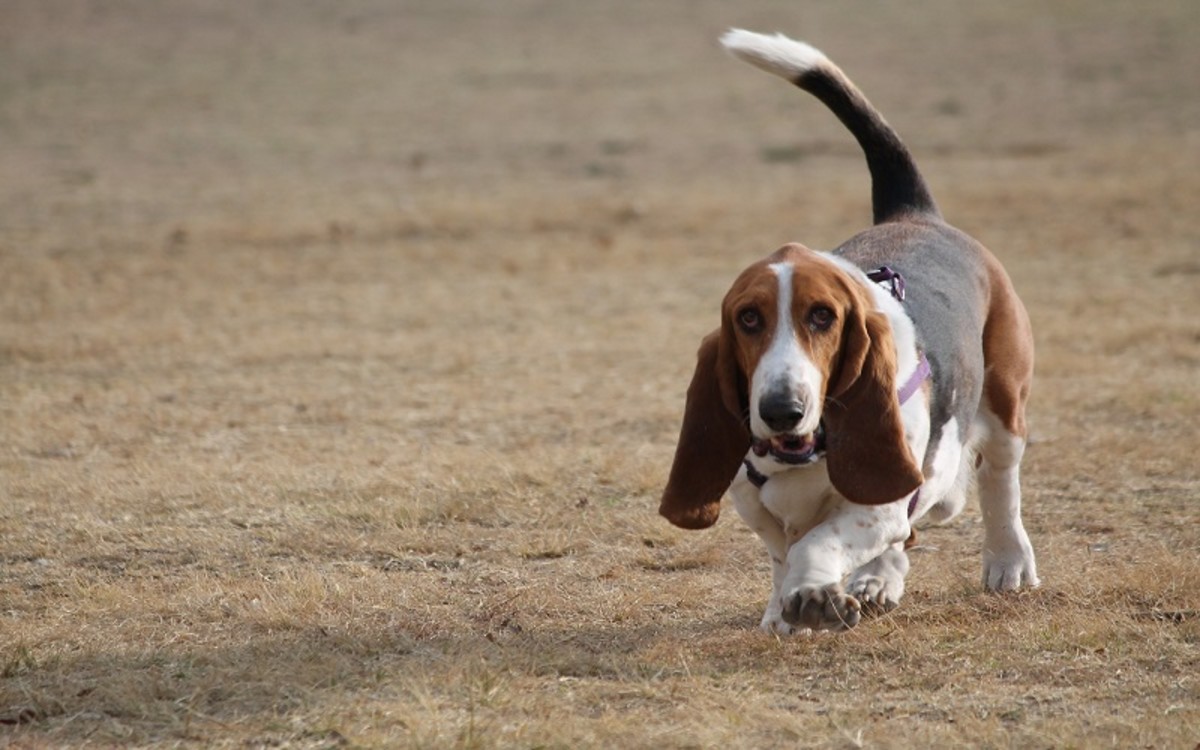 why does my puppy walk sideways