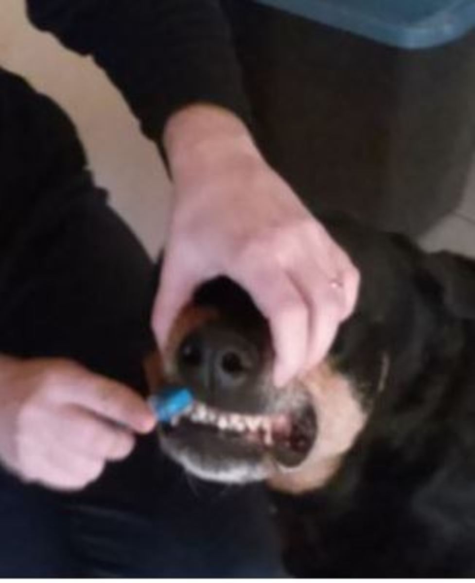 Make it a good habit to brush your dog's teeth.